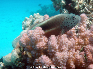 The pink coral and the hawkfish by Svetoslav Dimitrov 